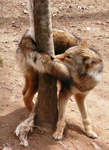 chasing-your-tail (1)