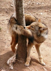 chasing-your-tail (1)