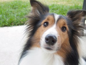 2009-12-31-jazz-sheltie