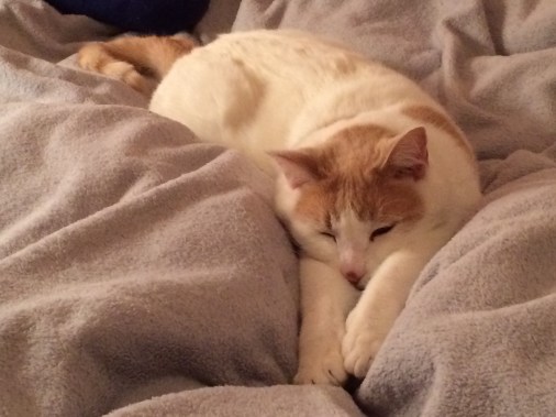 more-button-jan-2017-011